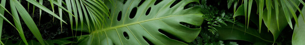 book a Consultation today